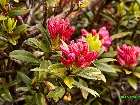 Galerie Blumen und Str�ucher anzeigen.